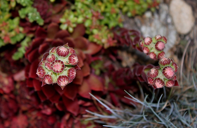 Sempervivum en boutons