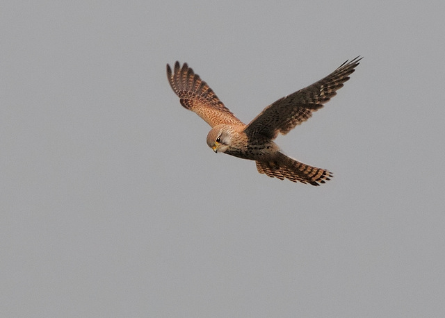 Flying Kestrel