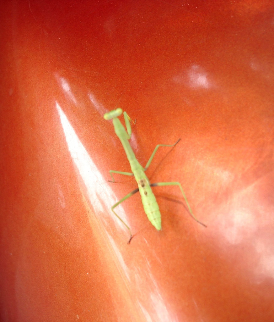 Présence sympatique sur le réservoir d'essence de la moto / A temporary friend on the motorcycle gas tank - 8 juillet 2010 - Recadrage