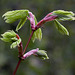 20120427 8761RMfw [D~LIP] Gold-Ahorn (Acer shiras 'Aureum'), Bad Salzuflen