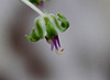 Scilla violacea- Ledebouria socialis