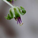 Scilla violacea- Ledebouria socialis