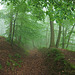 ein Hohlweg in  Wald und Nebelwolken