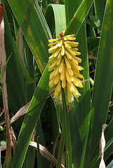 Kniphofia (4)