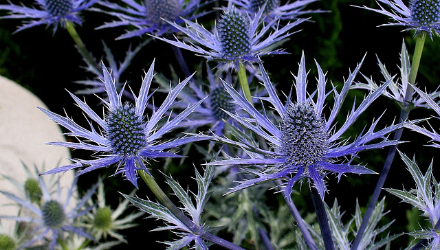 Eryngium bourgatii