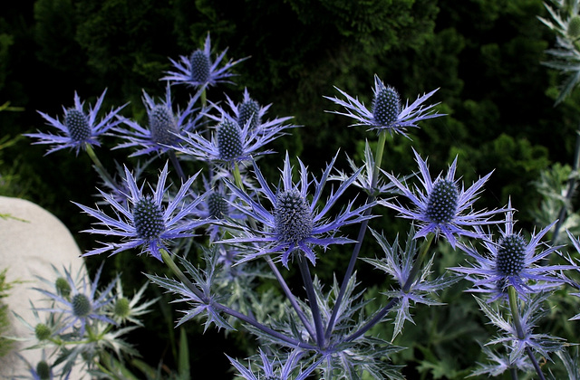 Eryngium bourgatii