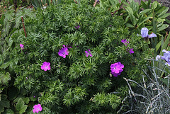 Geranium sanguineum