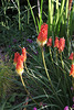 Kniphofia