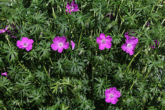 Geranium sanguineum (2)