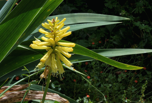 Kniphofia (3)