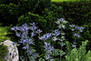 Eryngium bourgatii