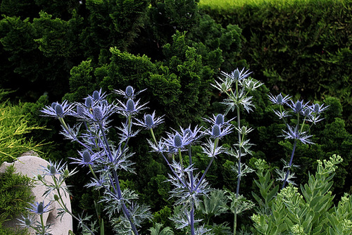 Eryngium bourgatii