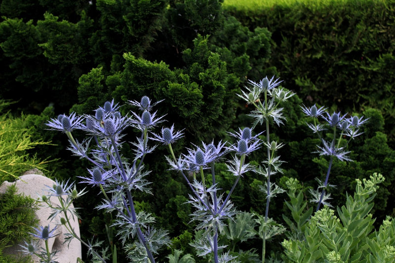 Eryngium bourgatii