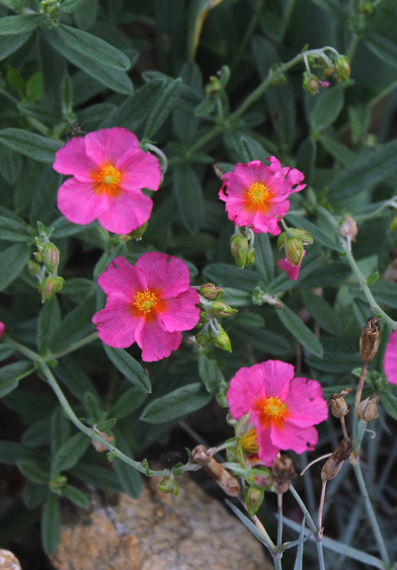 Helianthemum