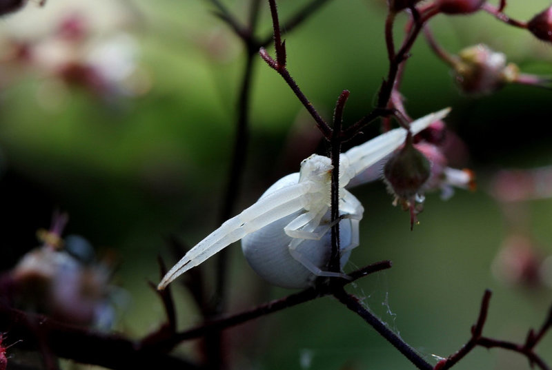 Misumena vatia  (6)