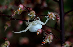 Misumena vatia  (3)