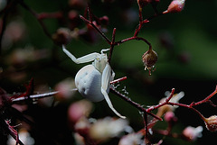 Misumena vatia  (5)