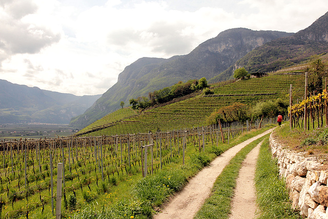 in den Weinbergen