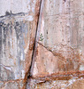 A Tree Grows In Glen Canyon (4437)
