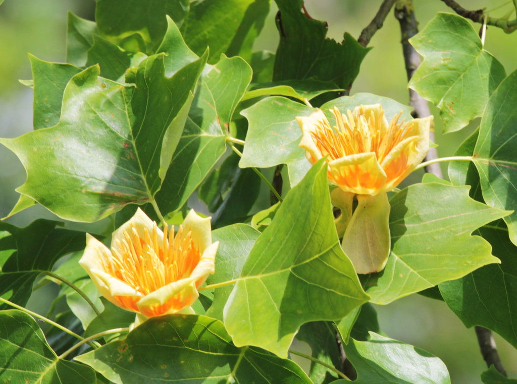Ahornblüten