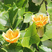 Ahornblüten