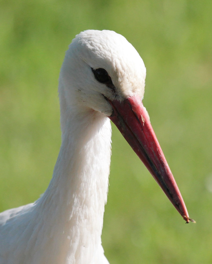 Storch