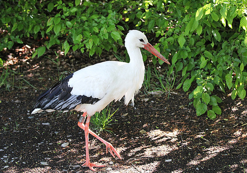 Storch