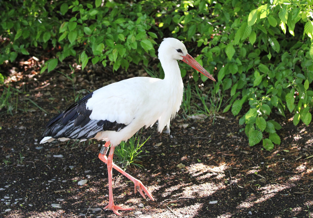 Storch