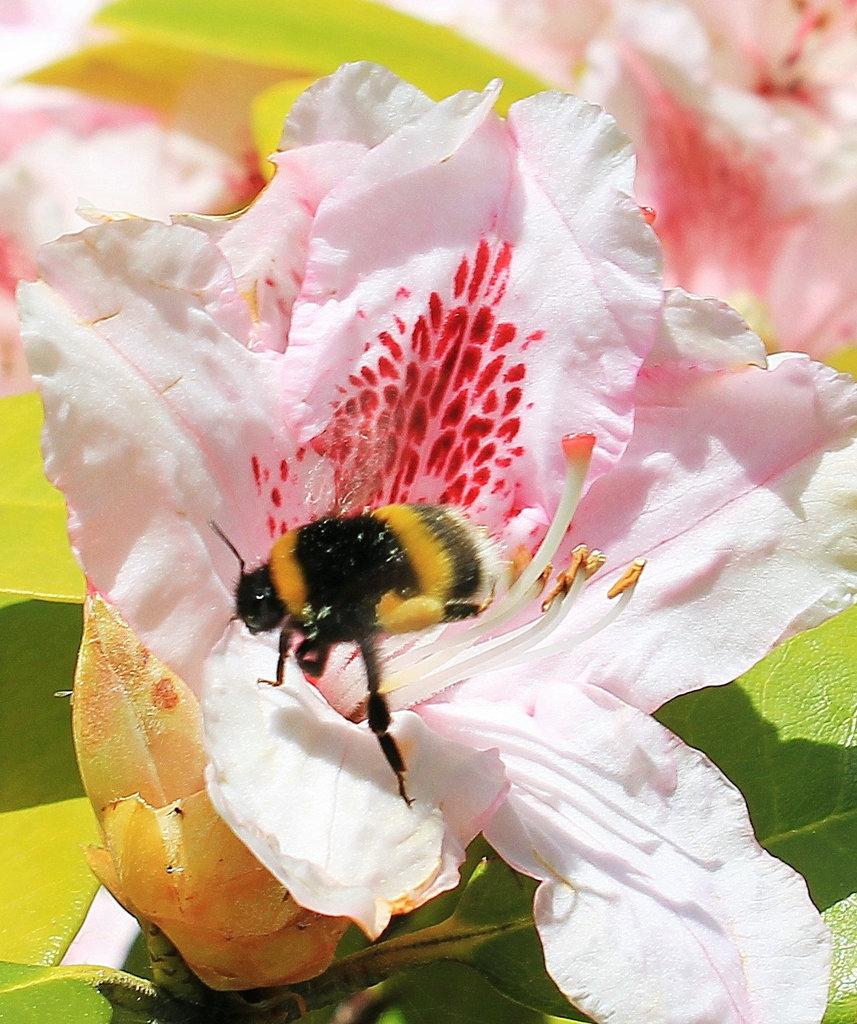 Hummel