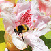 Hummel