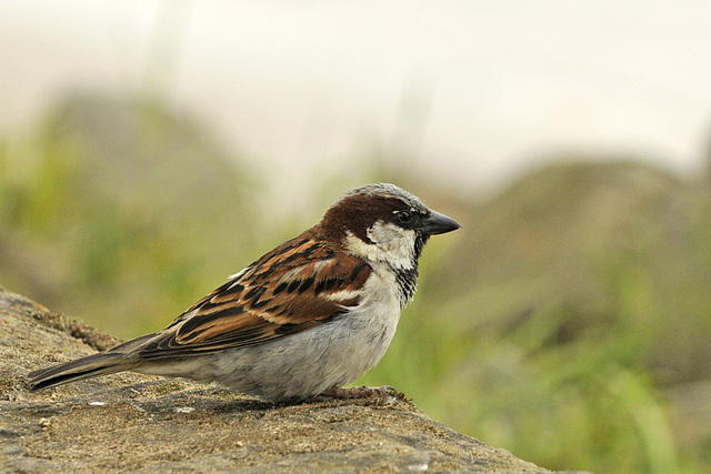 Spatz aus Seligenstadt