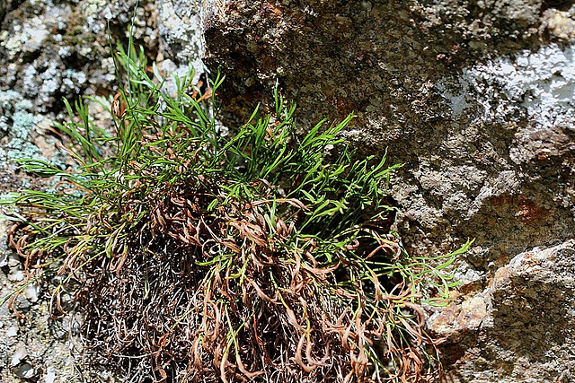 Asplenium septentrionale