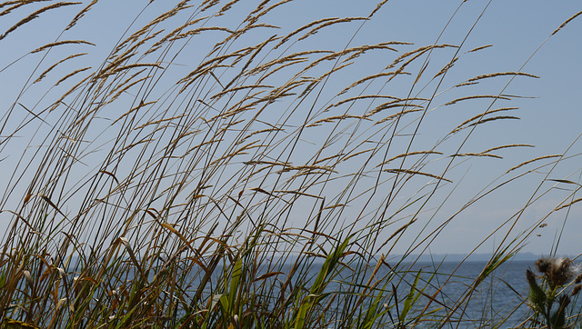 Grass at Crescent Beach