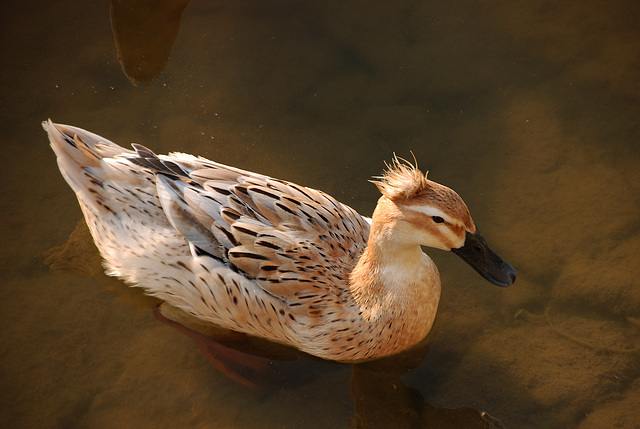 Coiffure de star