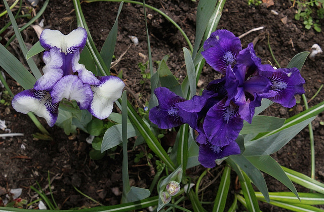 Iris nains