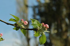 FLEURS DE POMMIER