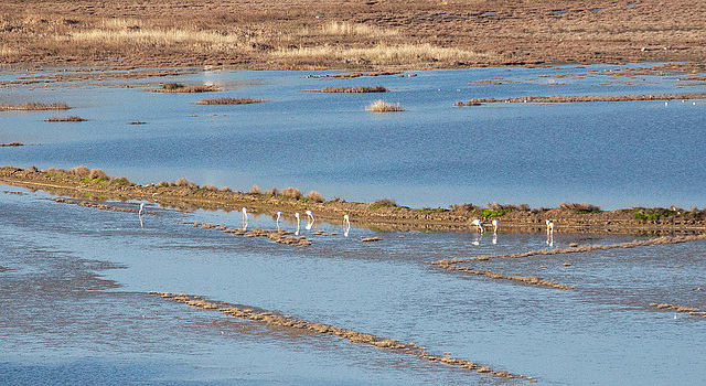 20120317 7903RAw [TR] Sarimsakli, Lagune, Flamingos