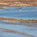 20120317 7903RAw [TR] Sarimsakli, Lagune, Flamingos