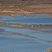 20120317 7902RAw [TR] Sarimsakli, Lagune, Flamingos