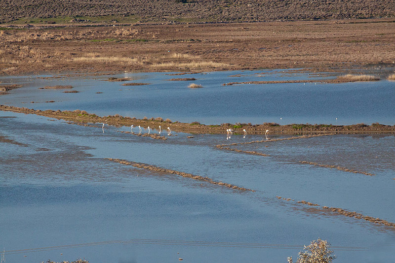 20120317 7902RAw [TR] Sarimsakli, Lagune, Flamingos