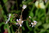 Saxifraga urbanum