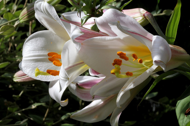 Lilium regale (2)