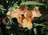 Iris nain