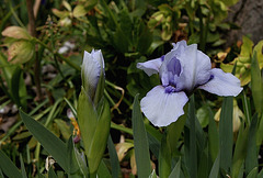 Iris nains - Sapphire Jewels