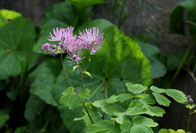 Thalictrum aquilegifolium-Pigamon (2)