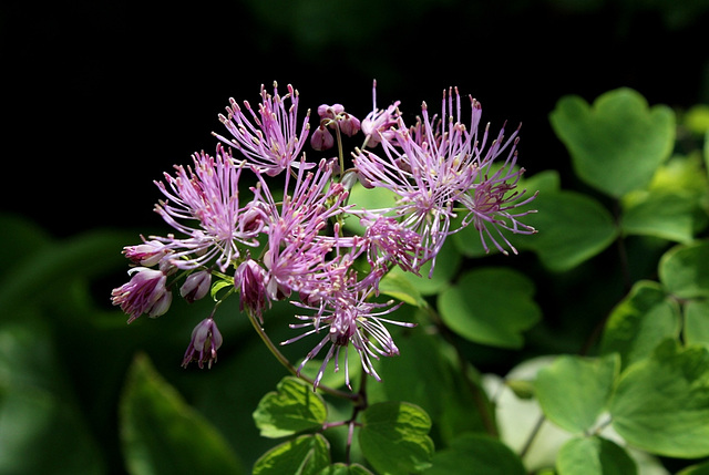 Thalictrum aquilegifolium-Pigamon (3)