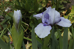 Iris nains (12)