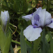 Iris nains (12)