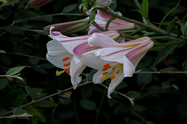 Lilium regale (10)