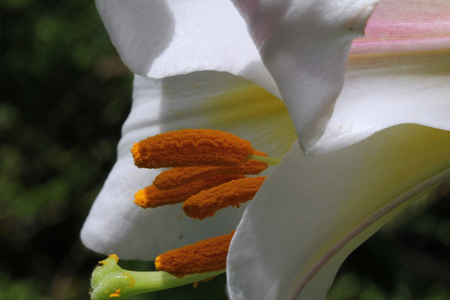 Lilium regale (11)